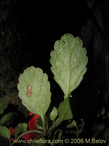 Фотография Asteranthera ovata (Estrellita). Щелкните, чтобы увеличить вырез.